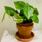 Philodendron Scandens Sweetheart Leaf Cassandra's Plants
