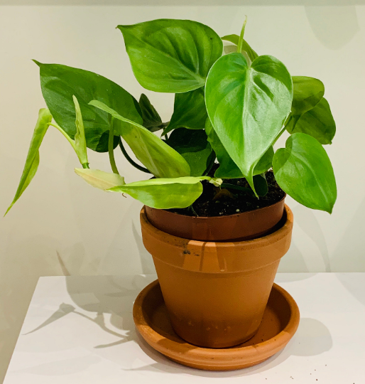Philodendron Scandens Sweetheart Leaf Cassandra's Plants
