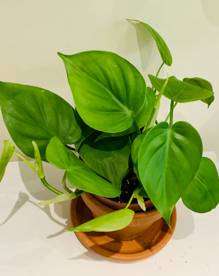 Philodendron Scandens Sweetheart Leaf Cassandra's Plants