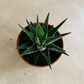 Haworthia Fasciata Cassandra's Plants
