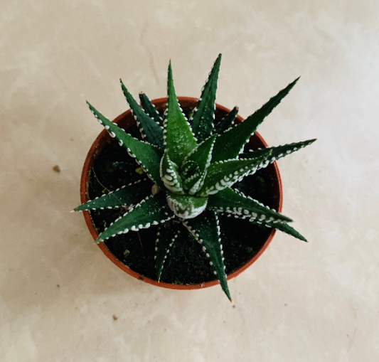 Haworthia Fasciata Cassandra's Plants