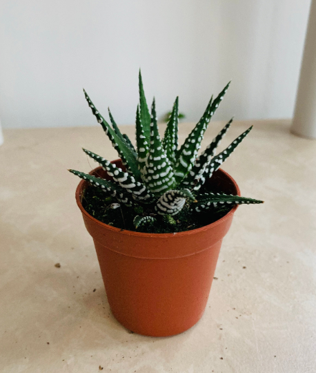Haworthia Fasciata Cassandra's Plants