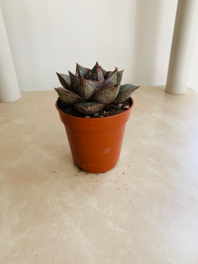 Echeveria Dionysos Succulent in 5.5cm Pot Cassandra's Plants