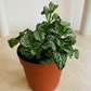 Fittonia Mosaic Marble Green in 7cm pot Cassandra's Plants