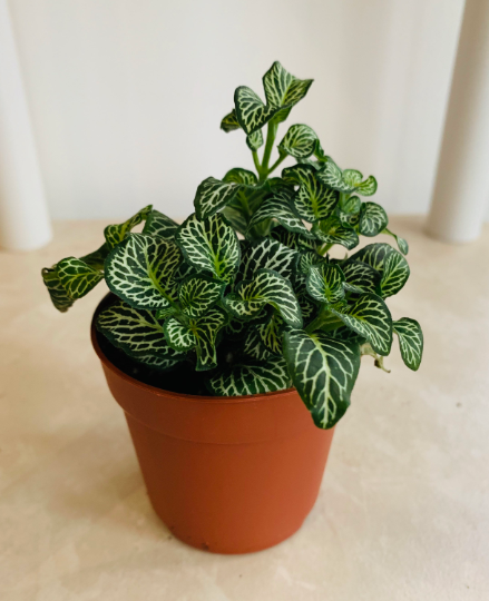 Fittonia Mosaic Marble Green in 7cm pot Cassandra's Plants