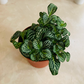 Fittonia Mosaic Marble Green in 7cm pot Cassandra's Plants