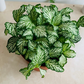 Fittonia Mosaic Tiger White in 7cm pot Cassandra's Plants