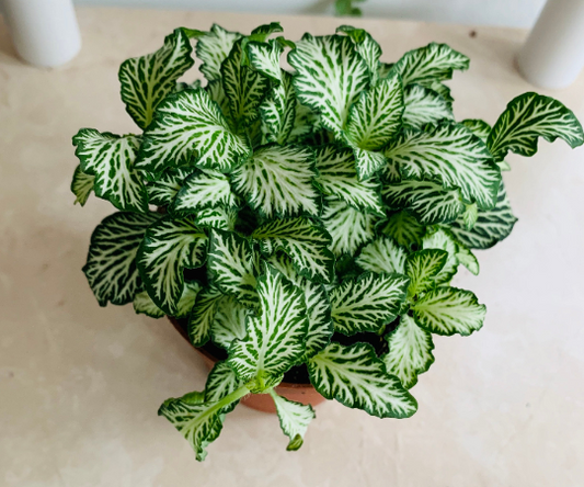 Fittonia Mosaic Tiger White in 7cm pot Cassandra's Plants