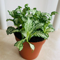 Fittonia Mosaic Tiger White in 7cm pot Cassandra's Plants