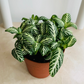 Fittonia White Tiger in 7cm pot Cassandra's Plants