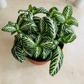Fittonia White Tiger in 7cm pot Cassandra's Plants
