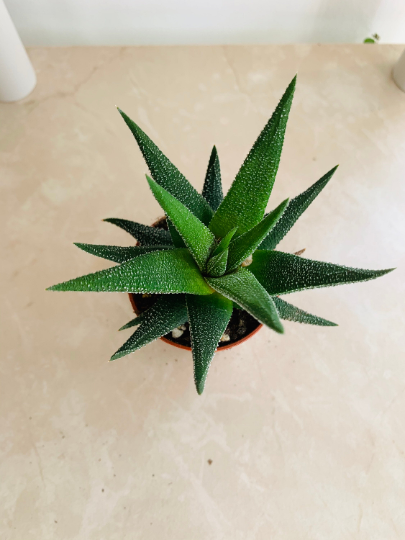 Haworthia Attenuata Succulent in 5.5cm Pot Cassandra's Plants