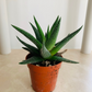 Haworthia Attenuata Succulent in 5.5cm Pot Cassandra's Plants