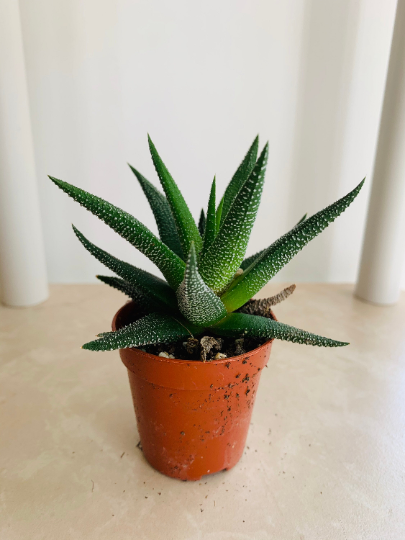 Haworthia Attenuata Succulent in 5.5cm Pot Cassandra's Plants