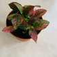 Red Polka Dot Plant Hypoestes Cassandra's Plants