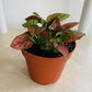 Red Polka Dot Plant Hypoestes Cassandra's Plants