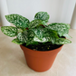White Polka Dot Plant Hypoestes Cassandra's Plants