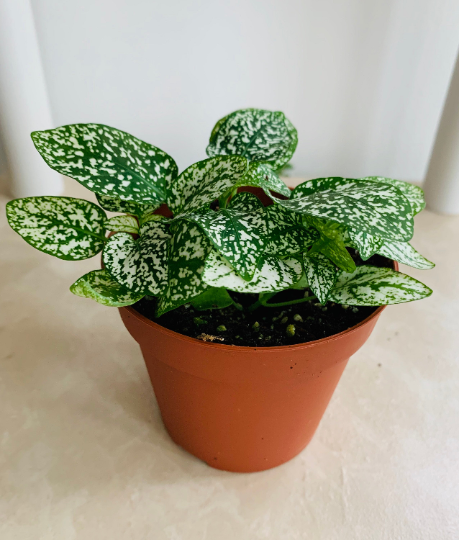 White Polka Dot Plant Hypoestes Cassandra's Plants