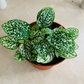 White Polka Dot Plant Hypoestes Cassandra's Plants