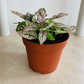 Pink Polka Dot Plant Hypoestes Cassandra's Plants