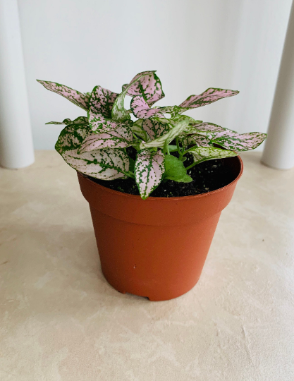 Pink Polka Dot Plant Hypoestes Cassandra's Plants