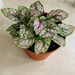 Pink Polka Dot Plant Hypoestes Cassandra's Plants