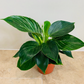 Philodendron Birkin White Wave Cassandra's Plants