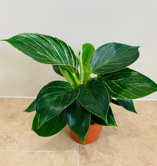 Philodendron Birkin White Wave Cassandra's Plants