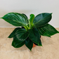 Philodendron Birkin White Wave Cassandra's Plants