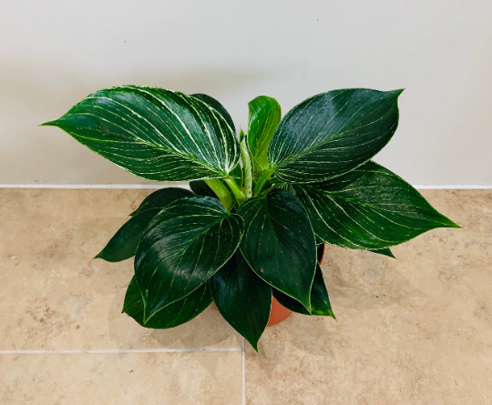 Philodendron Birkin White Wave Cassandra's Plants