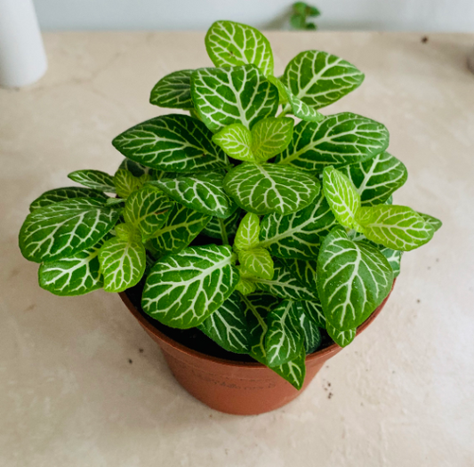 Fittonia Mosaic Mini White Anne in 7cm pot Cassandra's Plants