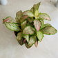 Fittonia Mosaic Revolution in 7cm pot Cassandra's Plants