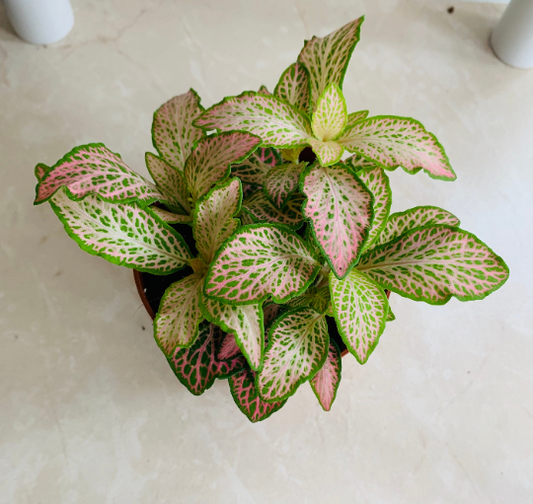 Fittonia Mosaic Revolution in 7cm pot Cassandra's Plants