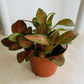 Fittonia Mosaic Mistral in 7cm pot Cassandra's Plants