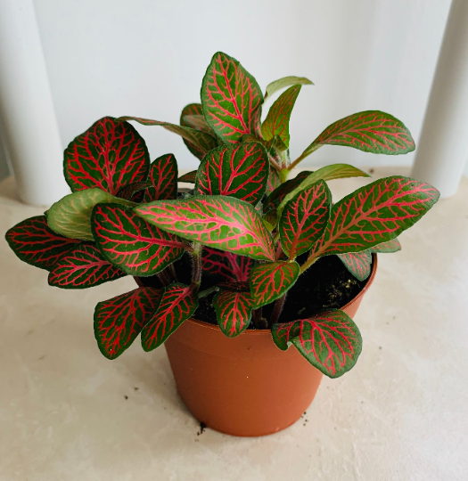 Fittonia Mosaic Mistral in 7cm pot Cassandra's Plants