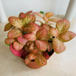 Fittonia Mosaic Pink Special in 7cm pot Cassandra's Plants
