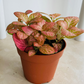 Fittonia Mosaic Pink Special in 7cm pot Cassandra's Plants