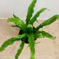 Asplenium Osaka Japanese Bird's Nest Fern 12cm Pot Cassandra's Plants
