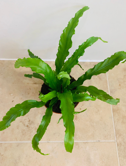 Asplenium Osaka Japanese Bird's Nest Fern 12cm Pot Cassandra's Plants