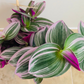 Tradescantia Nanouk Cassandra's Plants