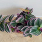 Tradescantia Nanouk Cassandra's Plants