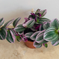 Tradescantia Nanouk Cassandra's Plants