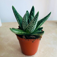 Haworthia Pumila cv. Angel’s Tears in 5.5cm Pot Cassandra's Plants