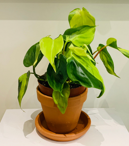 Philodendron Scandens Brasil Cassandra's Plants