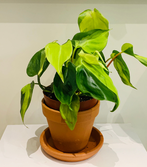 Philodendron Scandens Brasil Cassandra's Plants