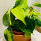 Philodendron Scandens Brasil Cassandra's Plants
