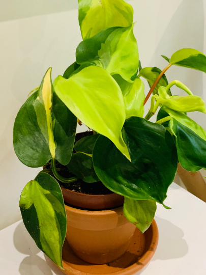 Philodendron Scandens Brasil Cassandra's Plants