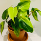 Philodendron Scandens Brasil Cassandra's Plants
