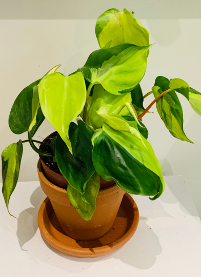Philodendron Scandens Brasil Cassandra's Plants
