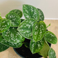 Scindapsus Pictus Argyraeus Cassandra's Plants